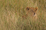 Lion cab Masai Mara 